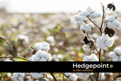 Cotton harvest 2024/2025: what are the forecasts for Brazil?