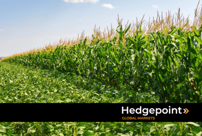 US grain harvest: Effects on the global market