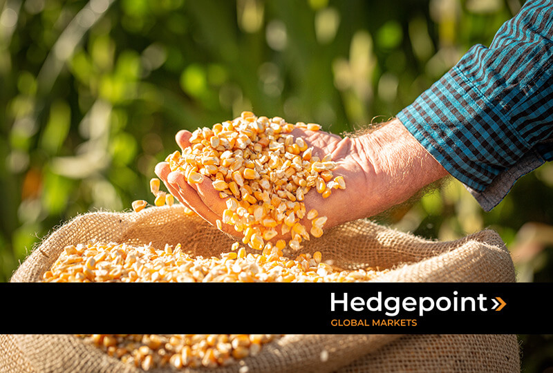 Dia do milho: Confira 7 curiosidades sobre a commodity que se destaca por sua versatilidade e relevância no mercado internacional.